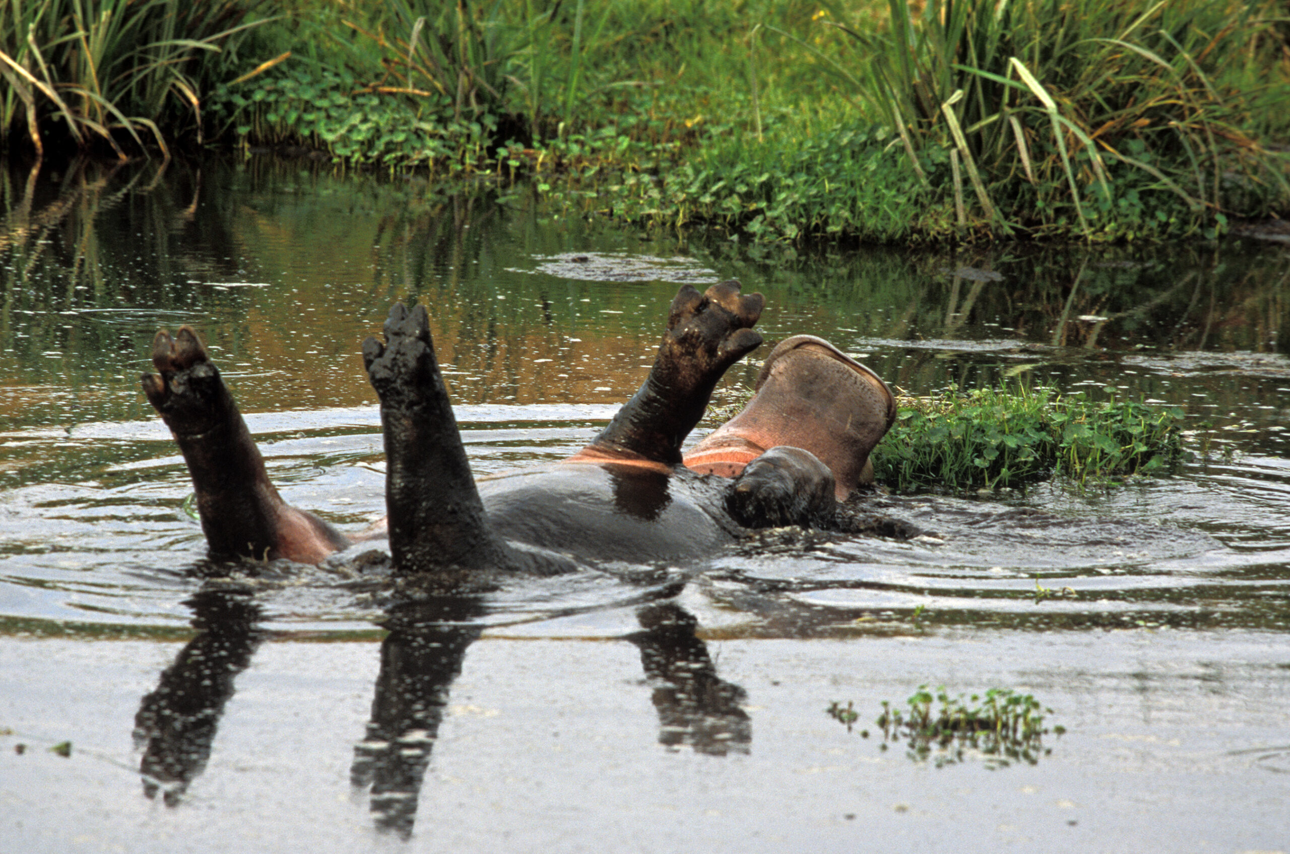 Un hippopotame joue dans l'eau, position sur le dos et les quatres pattes en l'air.