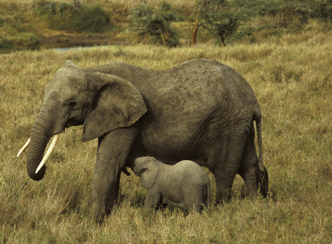 Une femelle éléphant et son bébé, en Tanzanie.