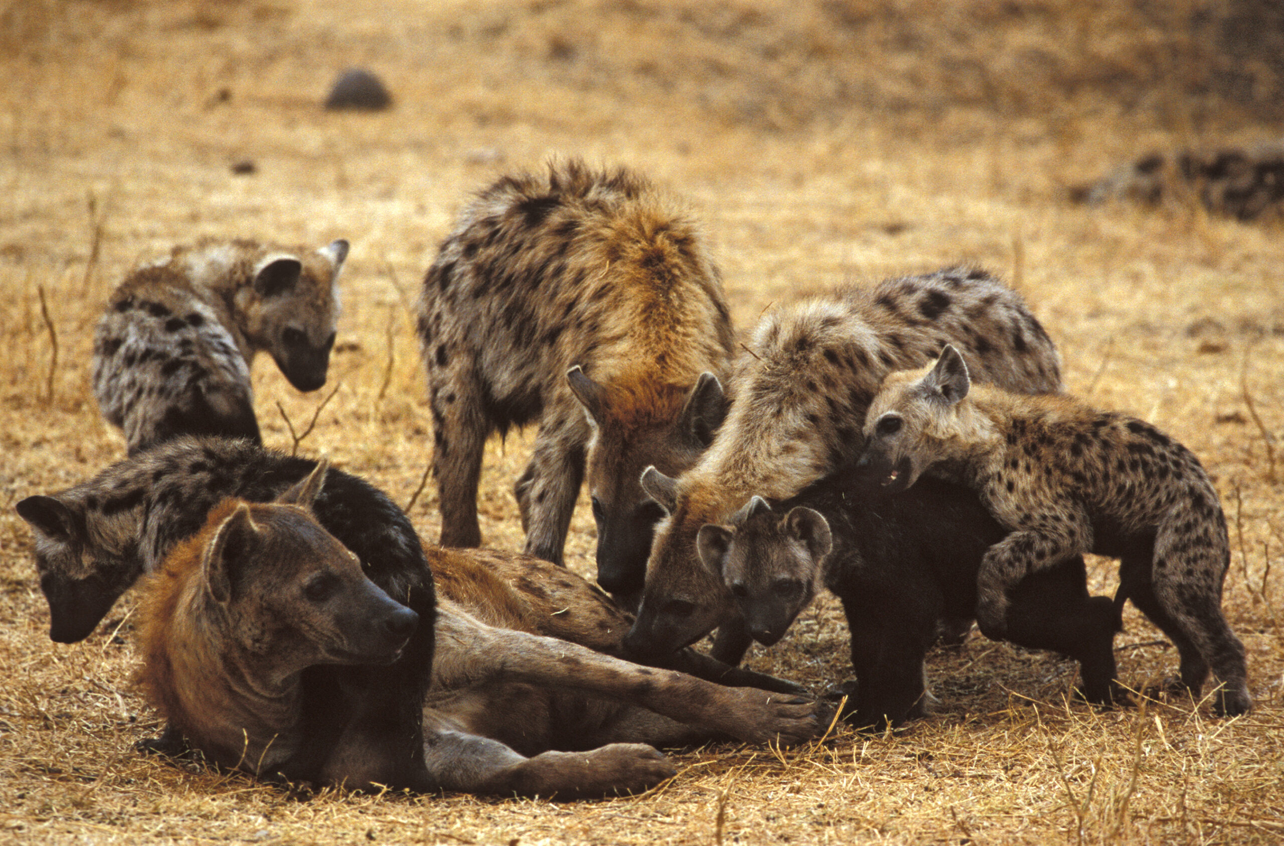 Une femelle hyène allongée et ses bébés qui jouent autour d'elle.