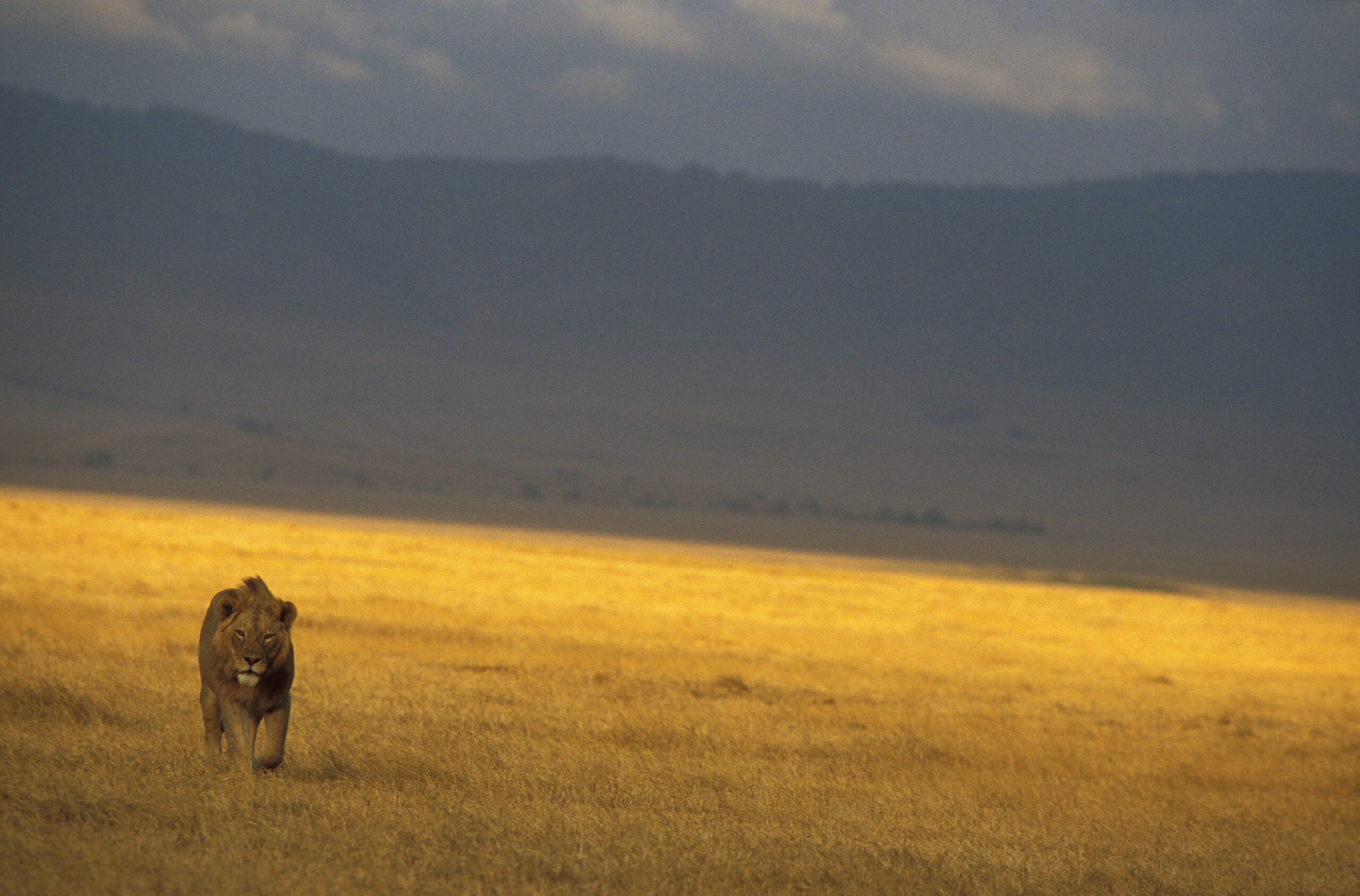 Lion adulte seul dans le cratère du Ngorongoro en Tanzanie.