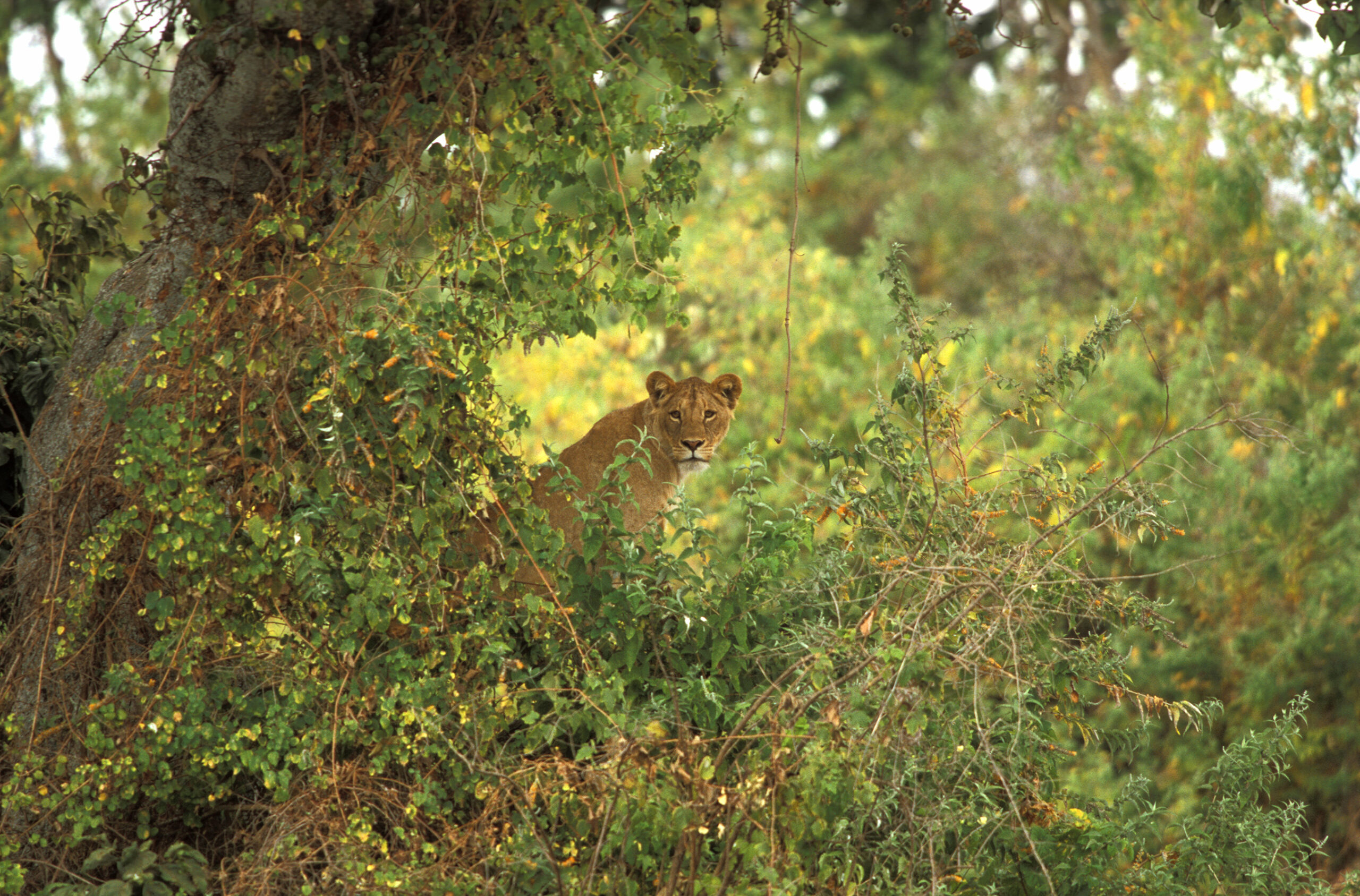 Safari en Tanzanie avec une lionne dans la savane.