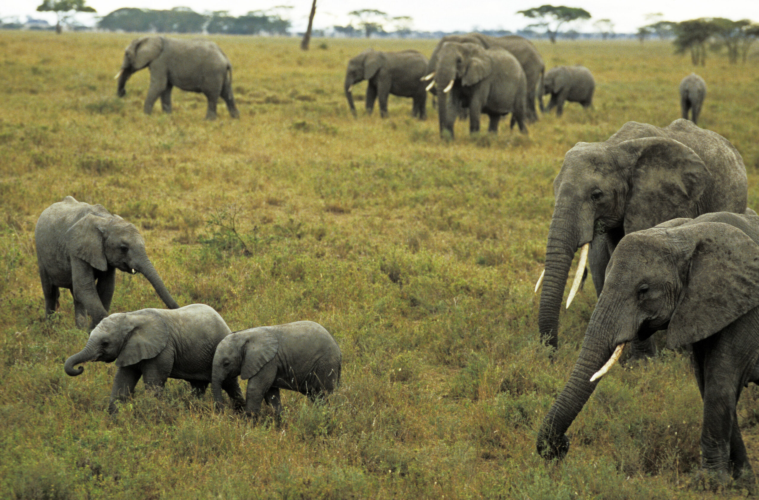 Safari en Tanzanie avec des éléphants adultes et enfants dans la savane.