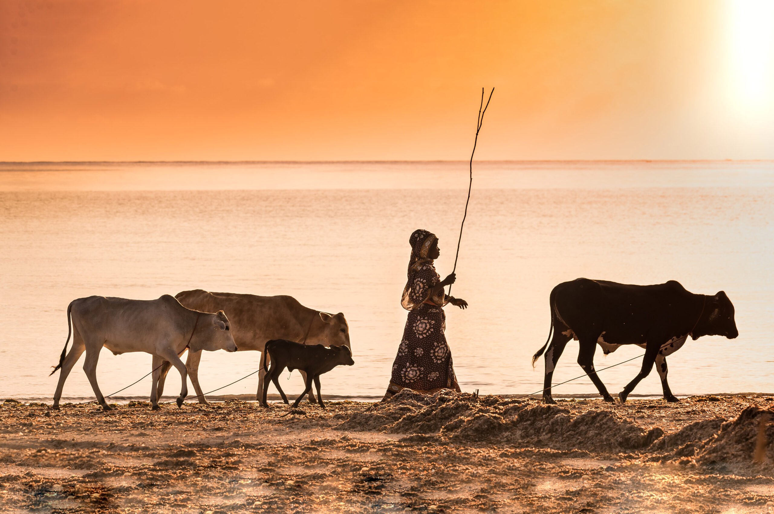 Une jeune femme gardienne d'un troupeau de vaches se déplace sur la plage, au bord de la mer.