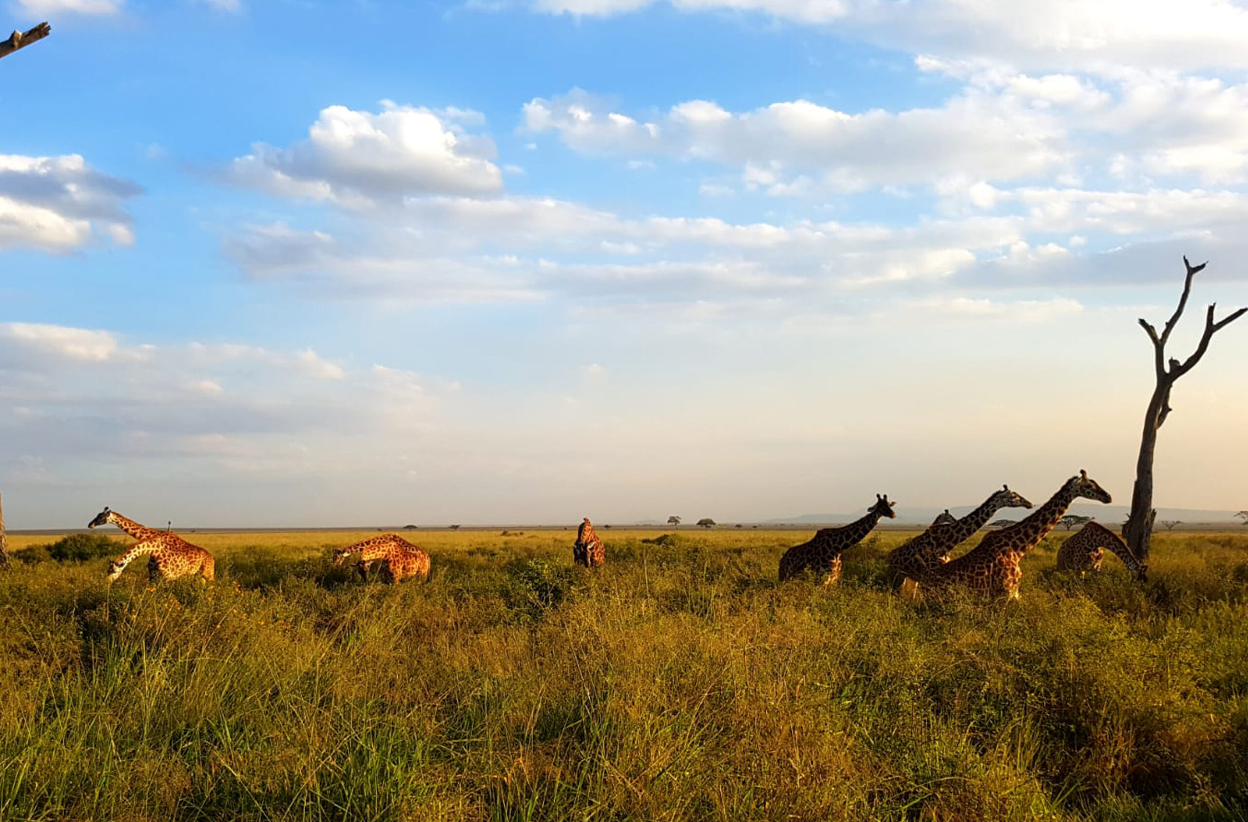Safari en Tanzanie avec des girafes dans la savane.