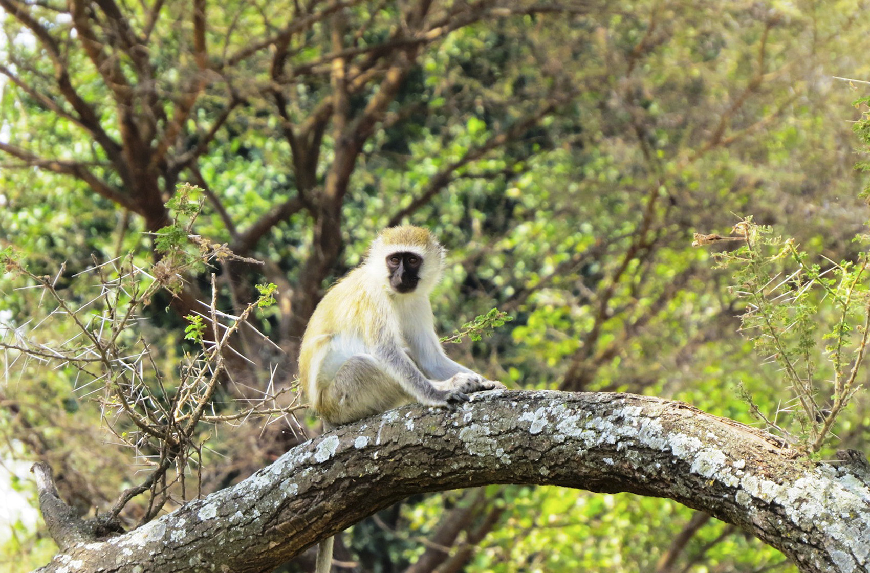 Safari en Tanzanie avec un petit singe sur une branche dans un arbre.